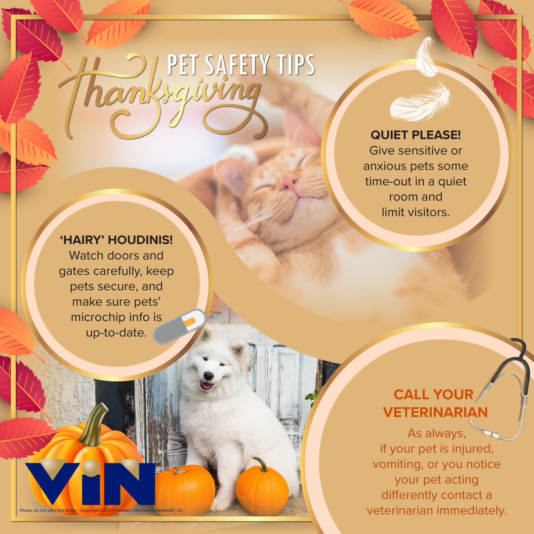 Thanksgiving Infographic